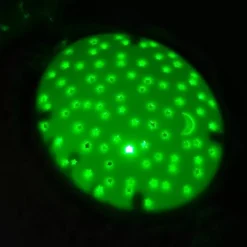 Cloud.B Knuffel Met Projector Puppy